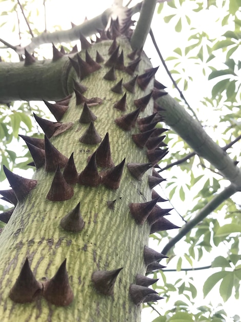 Thorns on the trunk of the Ceiba insignis tree