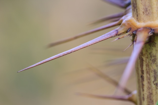 Foto spine di zalacca