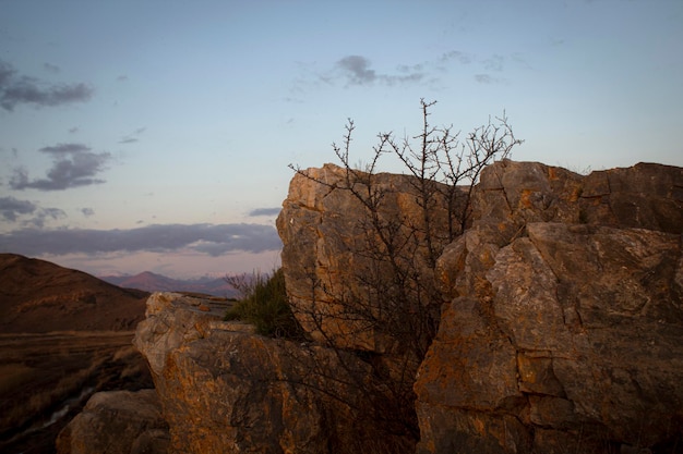 Thorny bush in the rocks