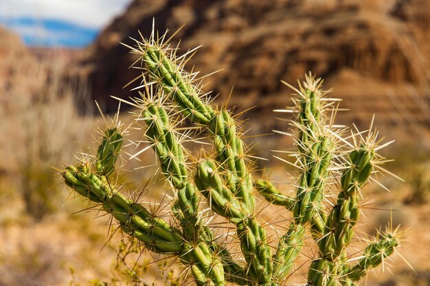 Photo thorny cactus growing in desert of grand canyon