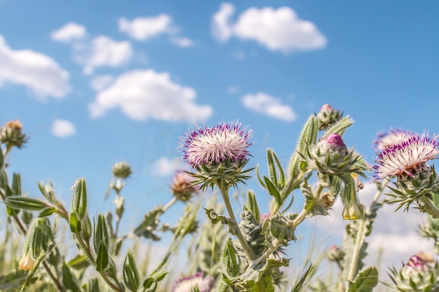 空を背景に自然の中でとげのある草花オオアザミ