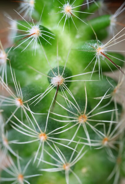 とげのあるレディフィンガーサボテン植物