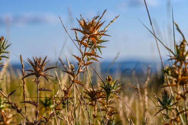 Колючие растения на фоне поля летом поля