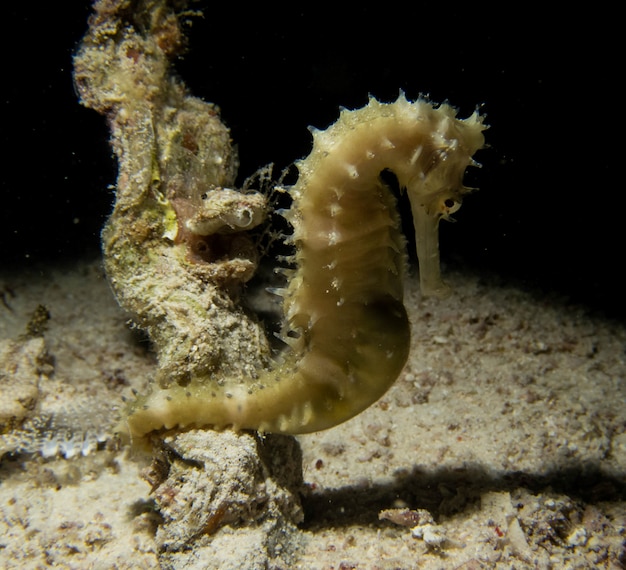 海底のとげのあるタツノオトシゴ