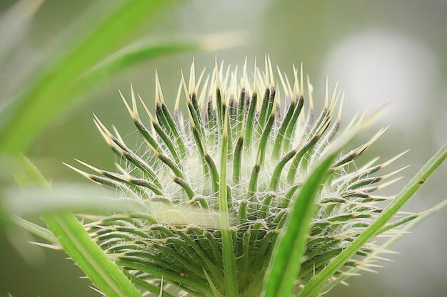 Foto pianta di cardo spinoso