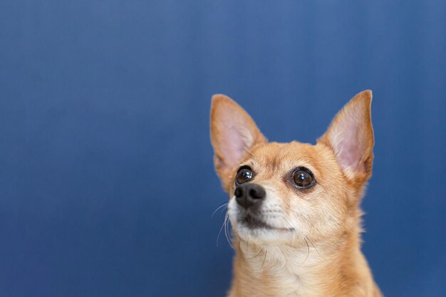 青色の背景にサラブレッド犬 テリア ポートレート コピースペース