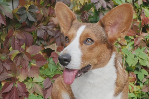 サラブレッド犬ウェルシュ ・ コーギー ・ ペンブロークの肖像画のペット