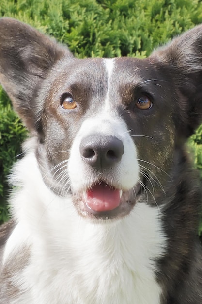 A thoroughbred dog Welsh corgi Pembroke Portrait Pets