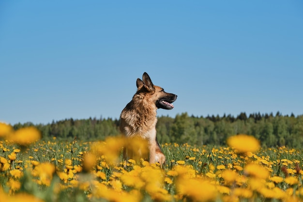 Thoroughbred dog among wild flowers Young German Shepherd sits in field of yellow dandelions in country and poses against background of clear blue sky on sunny spring day Portrait in profile