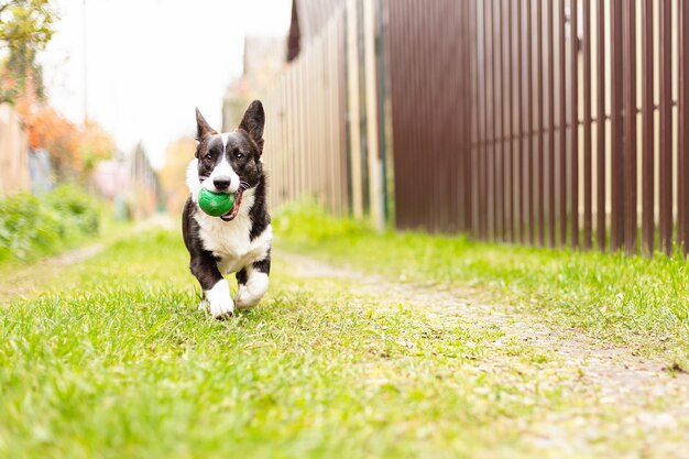 A thoroughbred dog with a toy Welsh Corgi Pembroke Pets