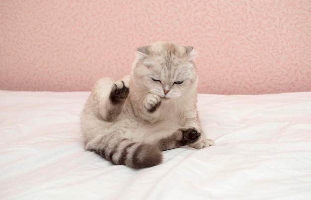 A thoroughbred grey british cat is lying on the bed and washing\
his face. hygiene of cats. a cat in a home interior. image for\
veterinary clinics, websites about cats. world cat day.