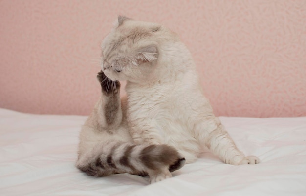 A thoroughbred grey british cat is lying on the bed and washing\
his face. hygiene of cats. a cat in a home interior. image for\
veterinary clinics, websites about cats. world cat day.