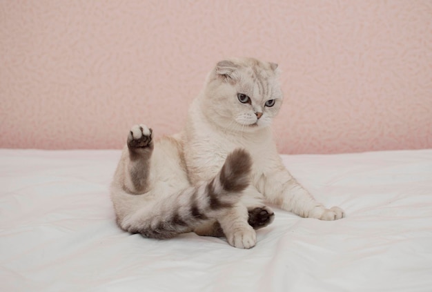 A thoroughbred grey British cat is lying on the bed and washing his face. Hygiene of cats. A cat in a home interior. Image for veterinary clinics, websites about cats. World Cat Day.