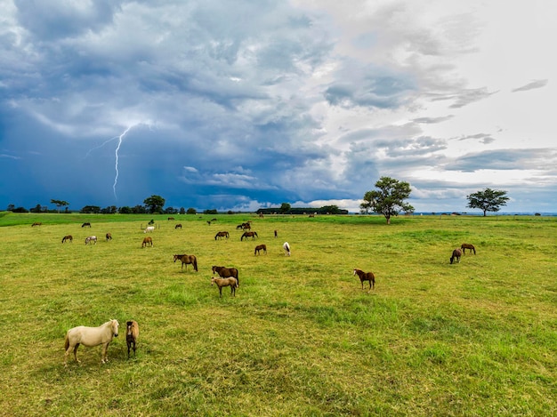 Thoroughbred horses grazing at cloudy day in a field.