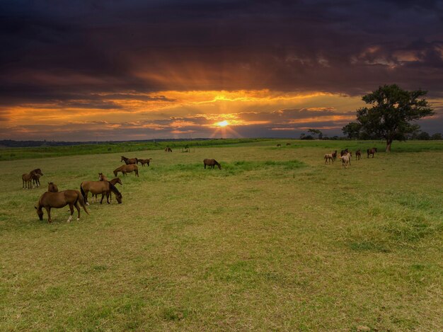 Thoroughbred horses grazing at sunset in a field.