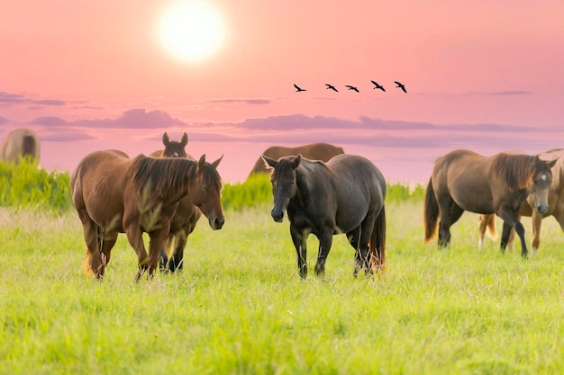 Thoroughbred horses grazing at sunset in a field