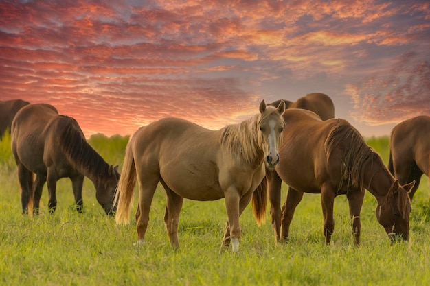 Thoroughbred horses grazing at sunset in a field