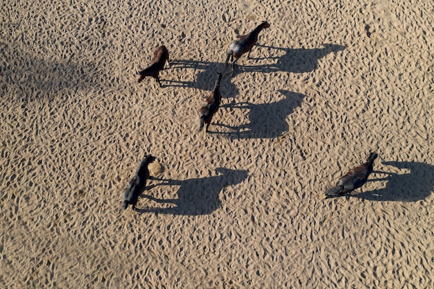 Thoroughbred horses in the paddock top view