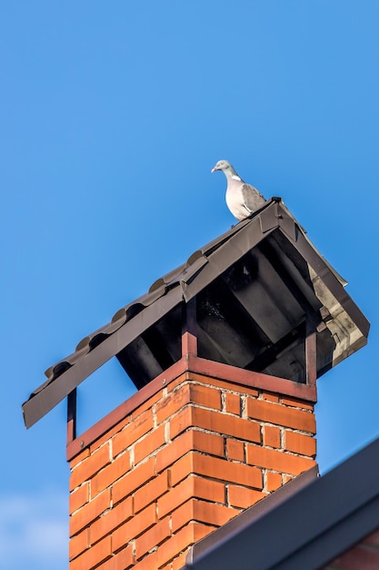 Thoroughbred pigeon The bird is sitting on the chimney A pigeon is watching around