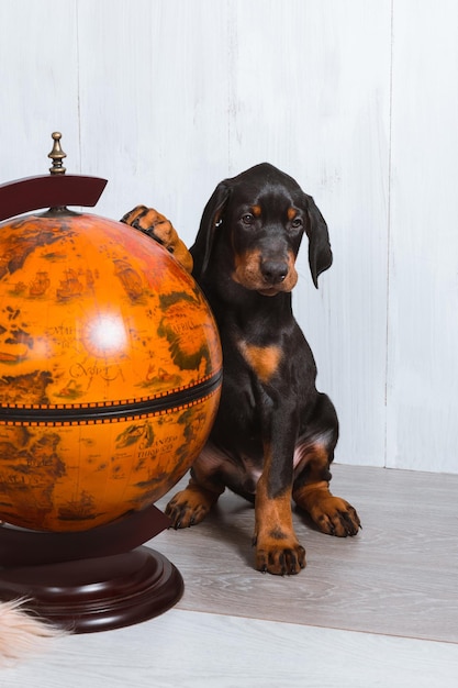 Thoughtful doberman puppy with one paw on the globe smart\
dogs