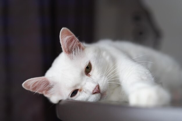 Thoughtful snow white cat on the table