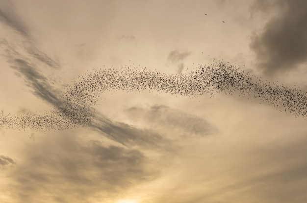 A thousand hundreds bats in the evening sky,