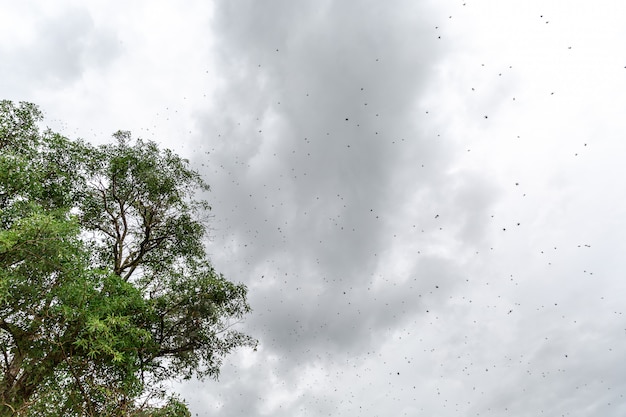 Thousands of spiders on the tree.