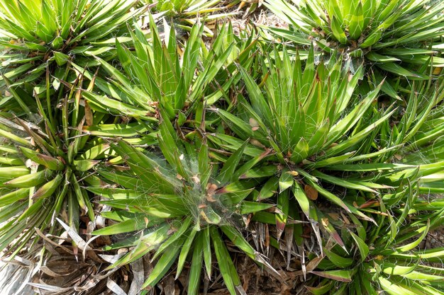 Thread agave agave filifera comunemente noto anche come threadleaf agave o hairy agave dal messico