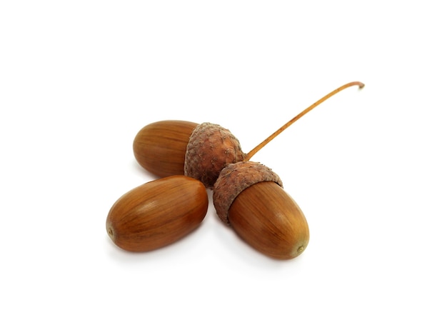 Three acorns of oak isolated on white background