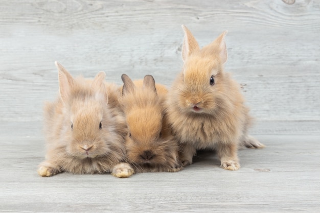 Three adorable baby brown rabbits 