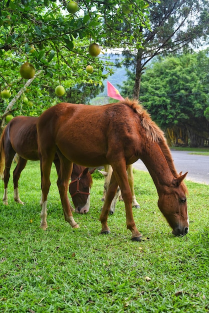 ベトナムで草を食べる3頭の成馬