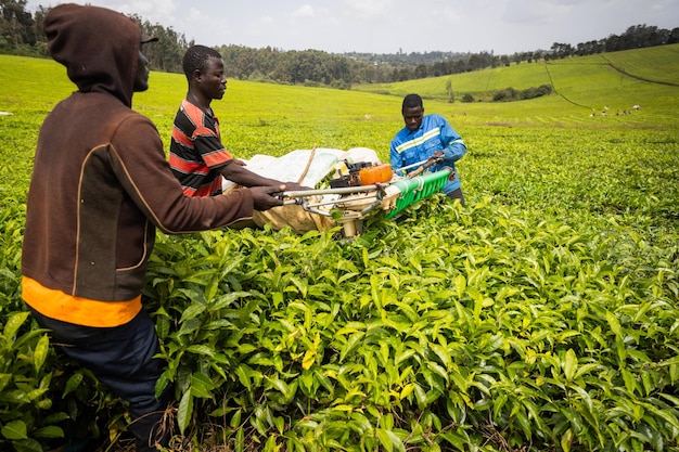 Three African farmers collect tea leaves on a plantation professed to harvest from the fields