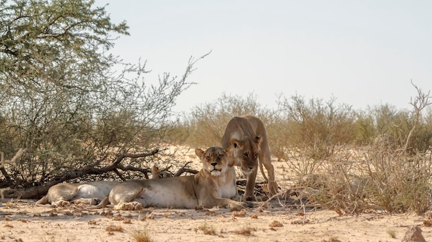 Photo three african lioness resting in bush shadows in kgalagadi transfrontier park south africa specie panthera leo family of felidae