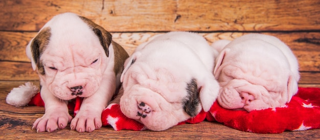 Three American Bulldog puppies dogs are sleeping.