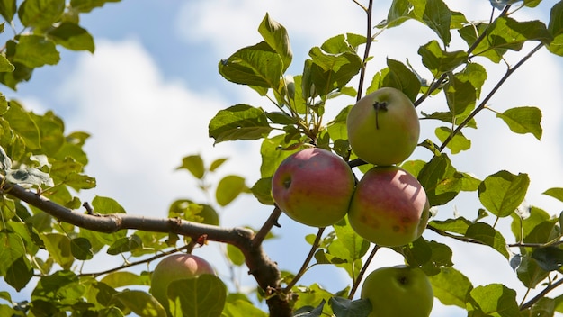 Three apples in the tree close