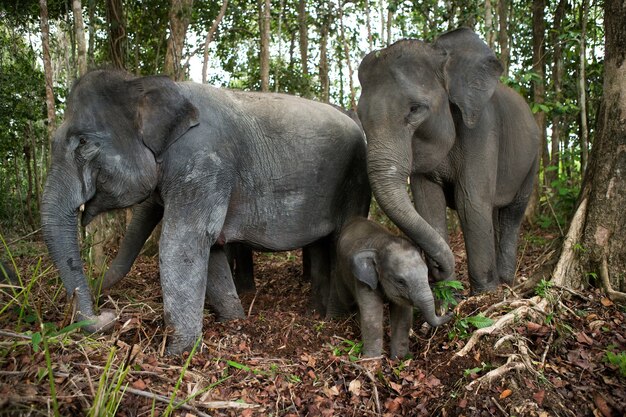 Three Asian elephants in the jungle. Indonesia. Sumatra. Way Kambas National Park.