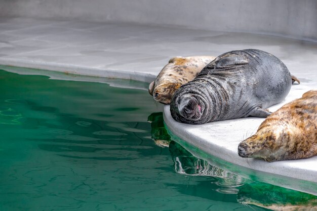 Three atlantic gray seals lie and bask in the sun by the dark green water at the zoo halichoerus gry...