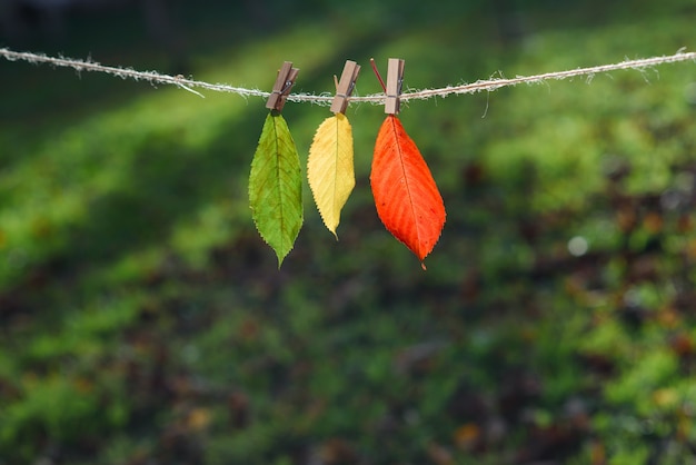 3つの紅葉は、木製の洗濯はさみとレースに緑、黄、赤です。