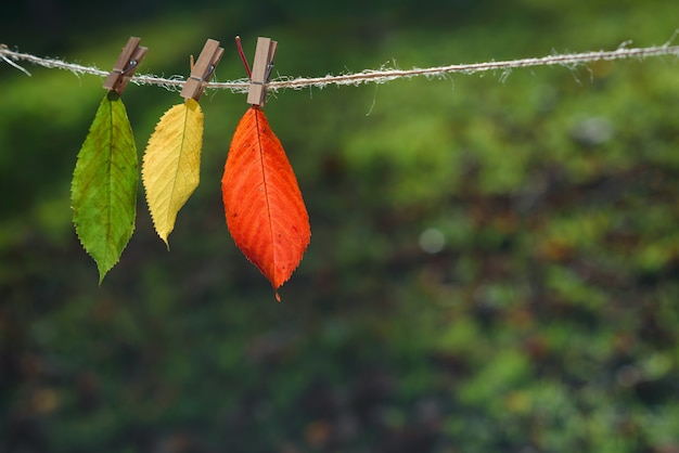 Три осенние листья зеленые, желтые, красные на деревянные прищепки и кружева.