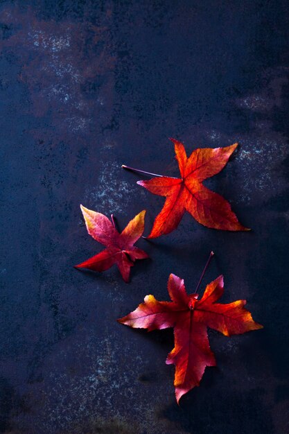 Three autumn leaves of sweetgum