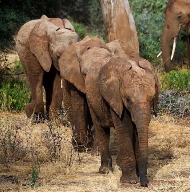 Three baby elephants are going to each other.