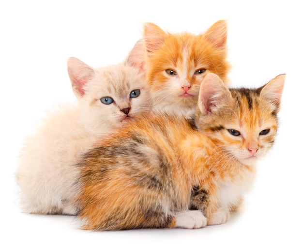 Three baby kittens