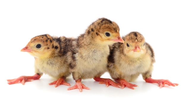 Three baby turkey birds isolated