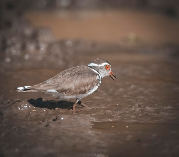 三縞千鳥湿地環境南アフリカ