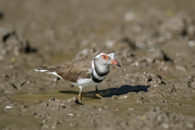 Three banded ploverKruger National Park South Africa