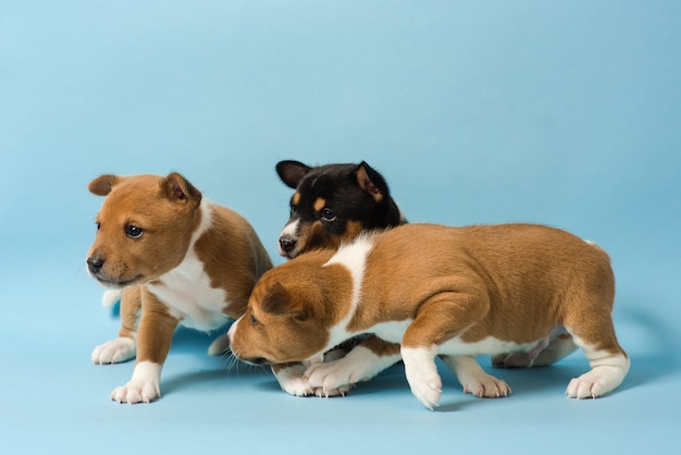 Three basenji puppies playing