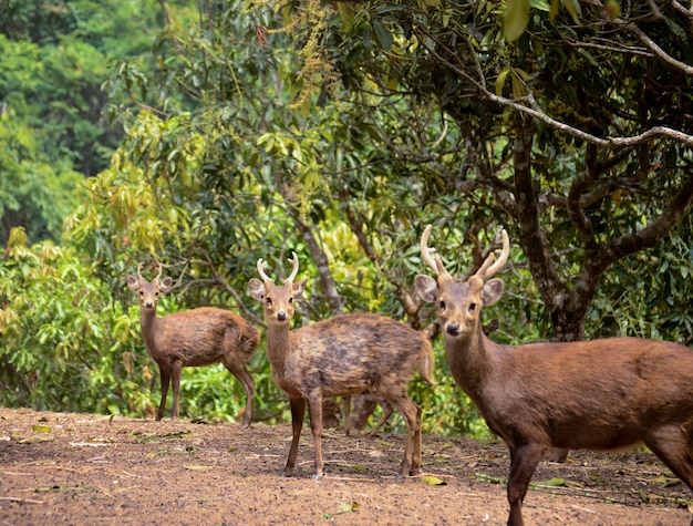 自然の生息地に立つ3匹のカジカ