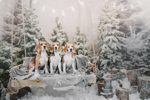 Three Beagle dogs in the the background of beautiful winter scenery with lights and Christmas trees