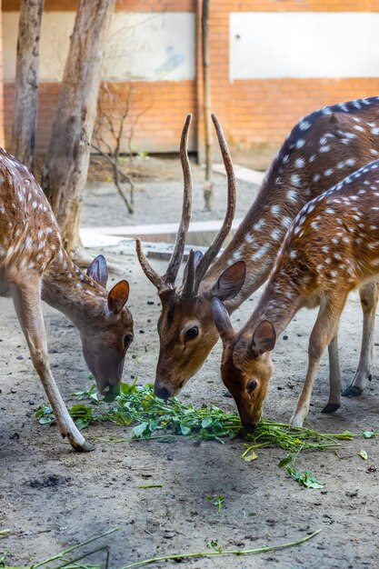 Three beautiful deers eating grass inside of a park