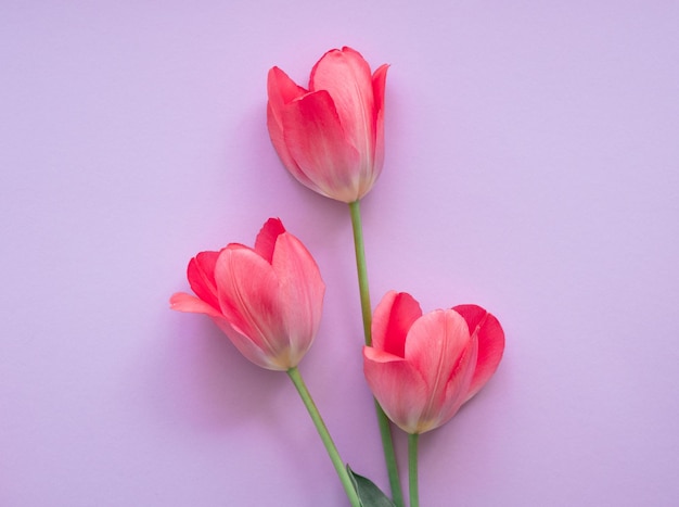 Three beautiful delicate pink tulips on purple Space for text and copying Women's Day